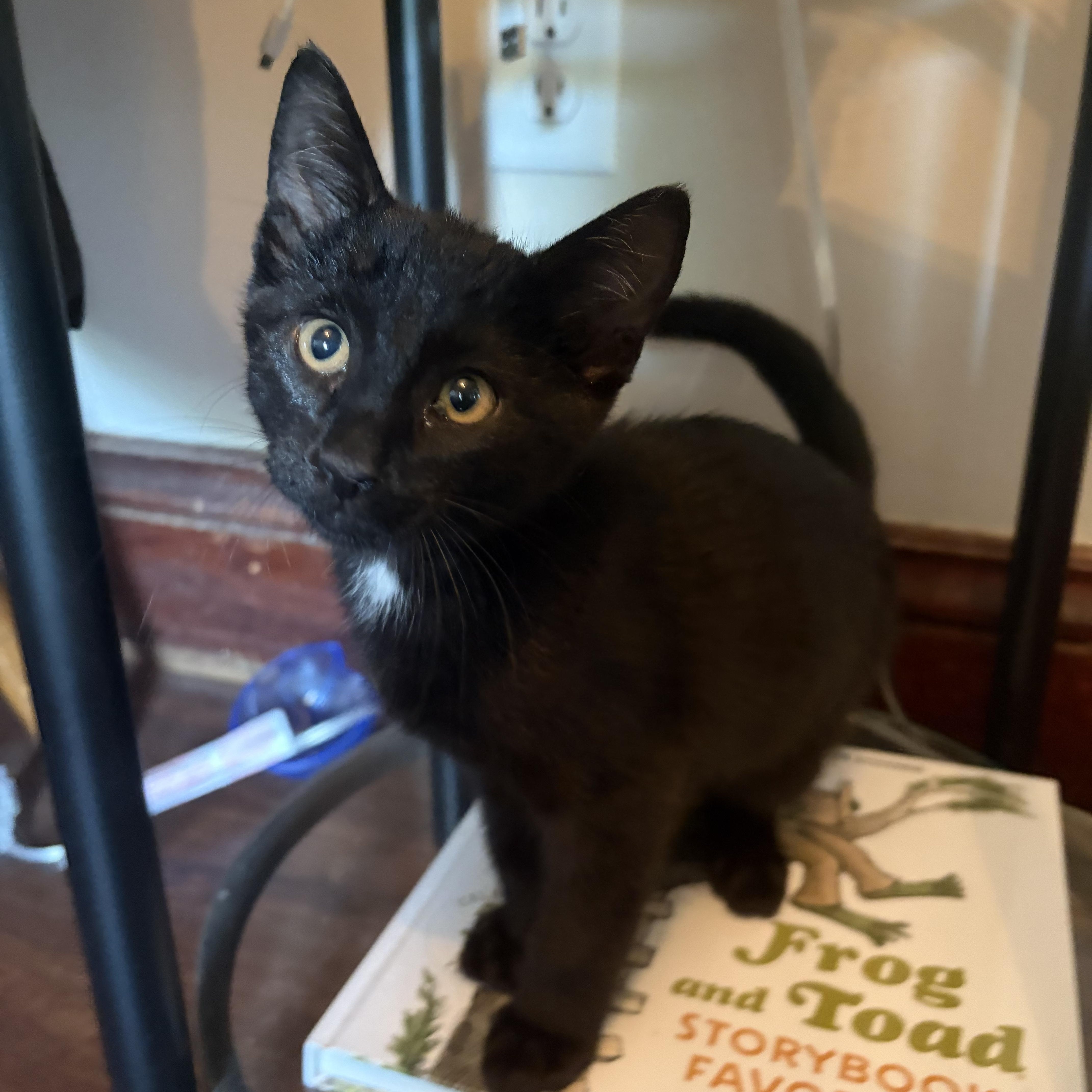 Enlarge Waffles, a Adoptable Domestic Short Hair in Amboy, IL image 1/2