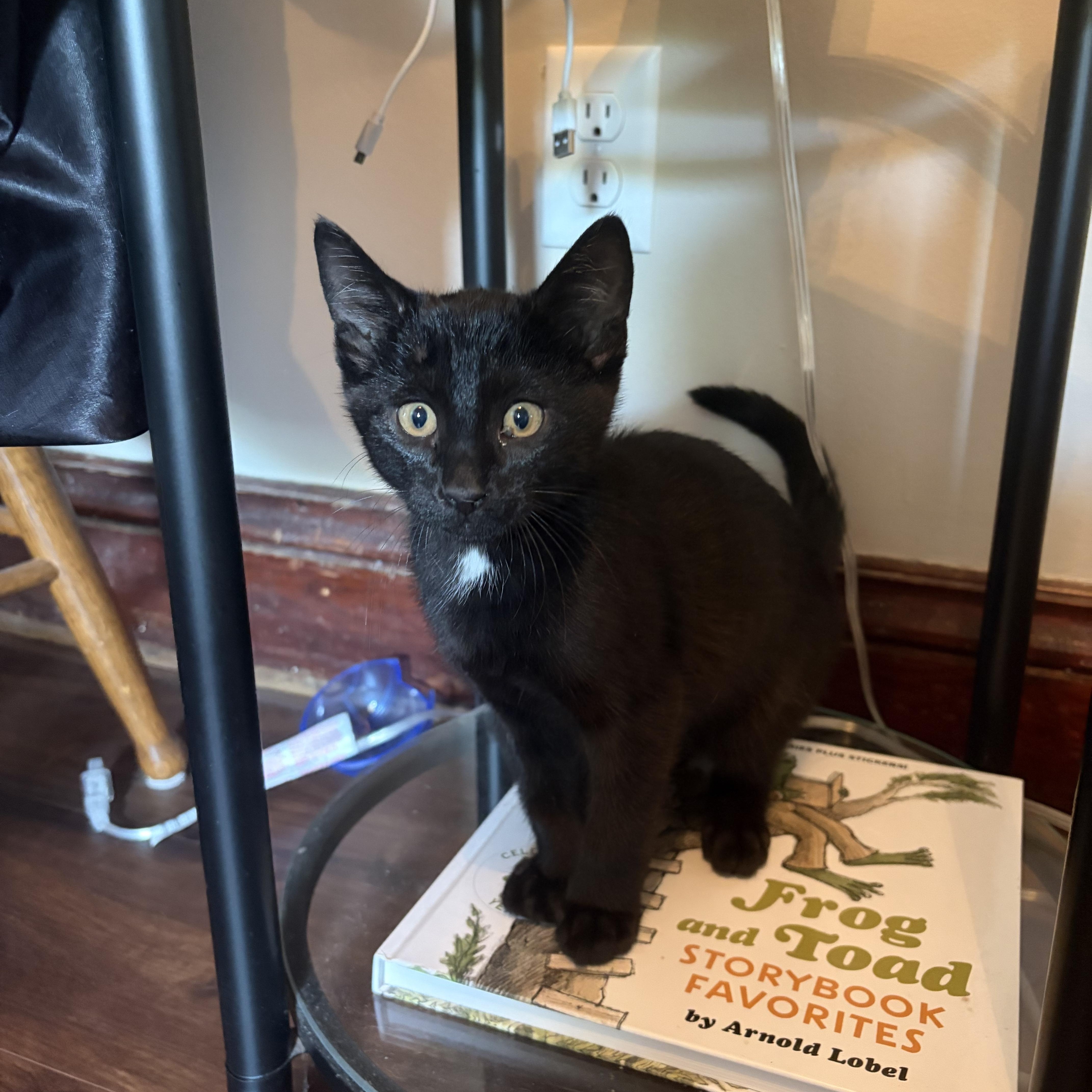 Enlarge Waffles, a Adoptable Domestic Short Hair in Amboy, IL image 2/2