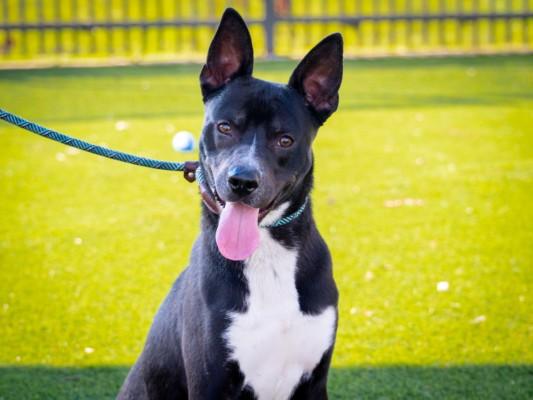 Enlarge GEORGIE, a Adoptable German Shepherd Dog in Los Angeles, CA image 1/1