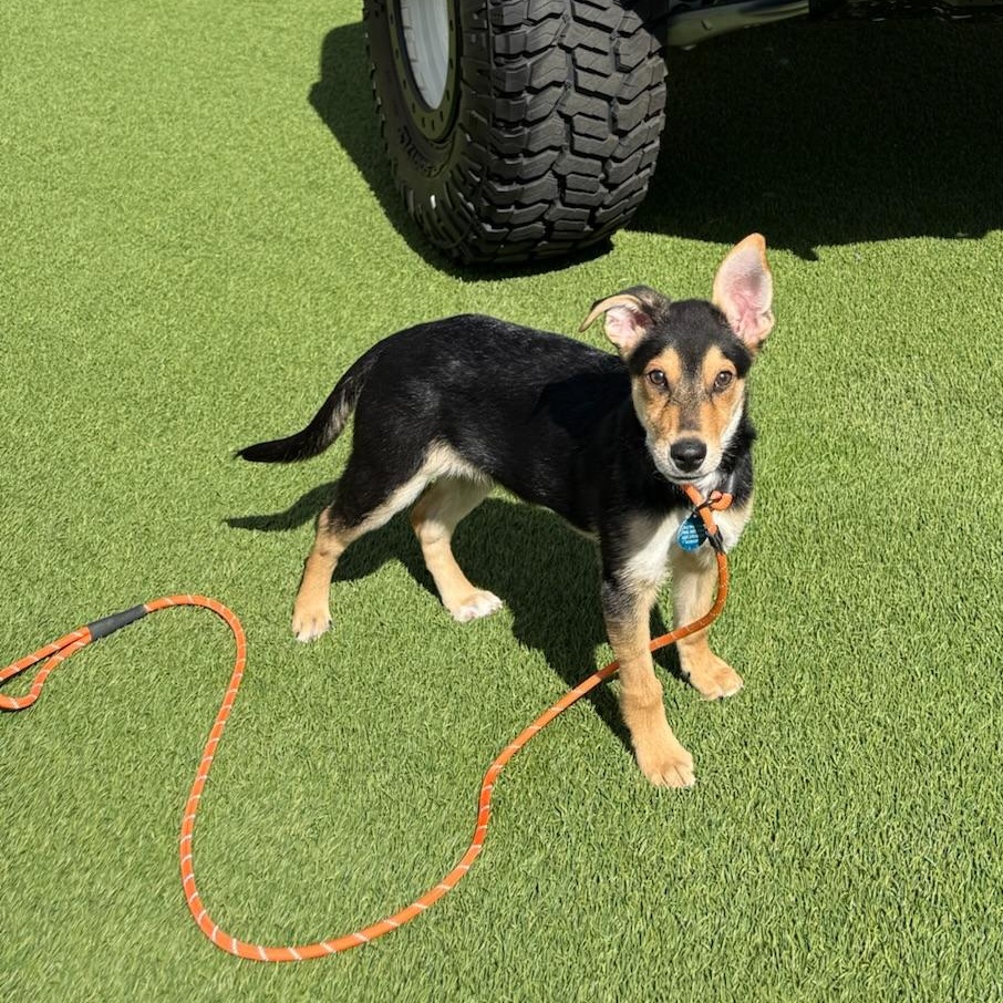 Enlarge Georgie, a ADOPTABLE mixed breed in Scottsdale, AZ image 5/5