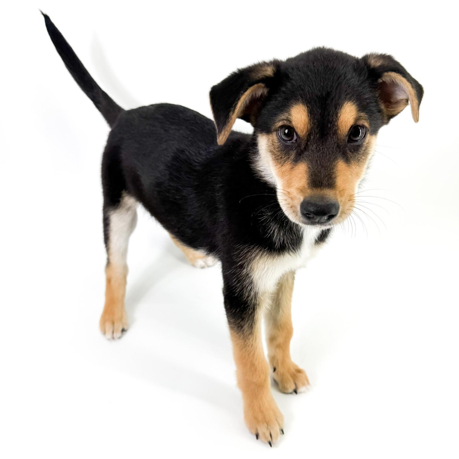 Enlarge Georgie, a ADOPTABLE mixed breed in Scottsdale, AZ image 3/5