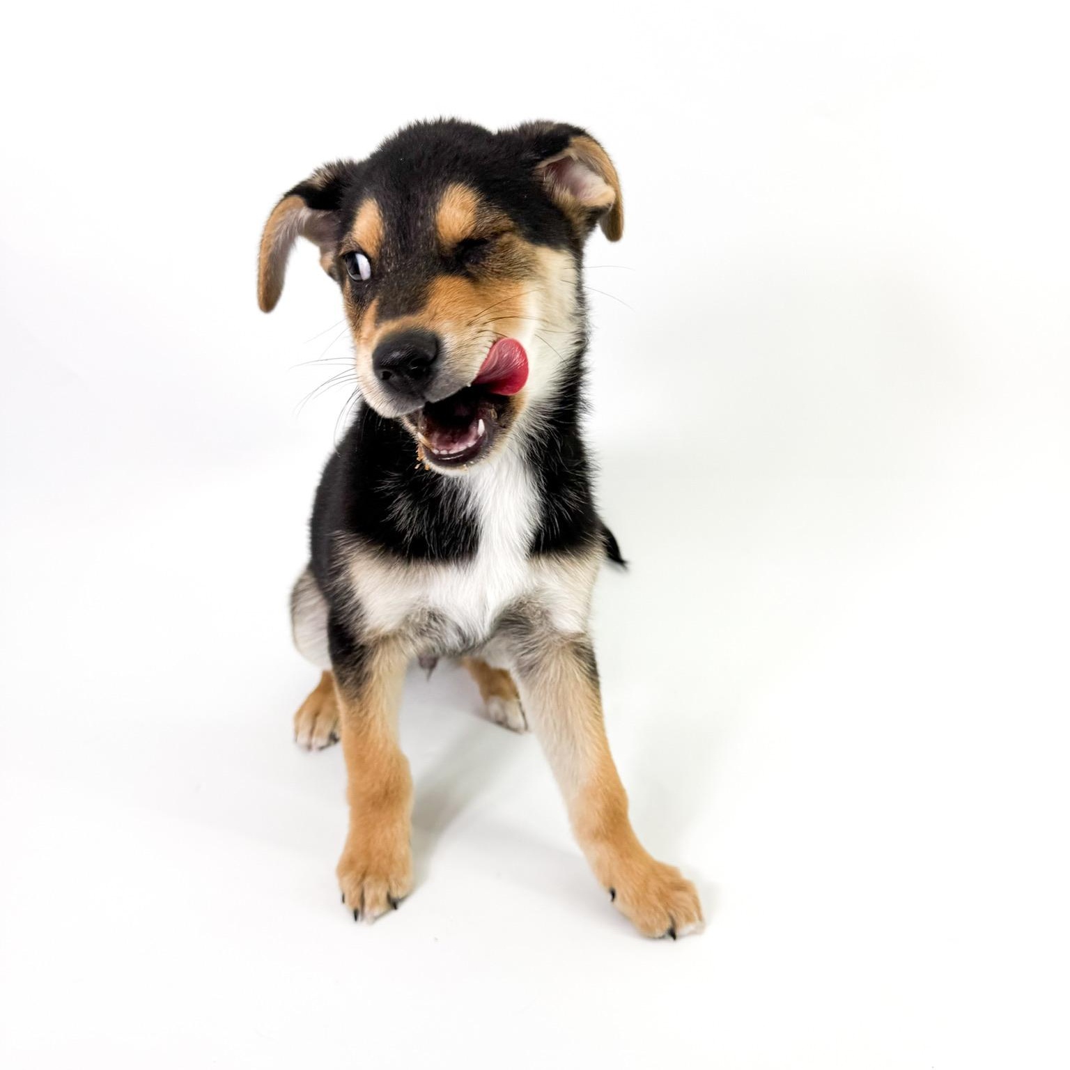 Enlarge Georgie, a ADOPTABLE mixed breed in Scottsdale, AZ image 4/5