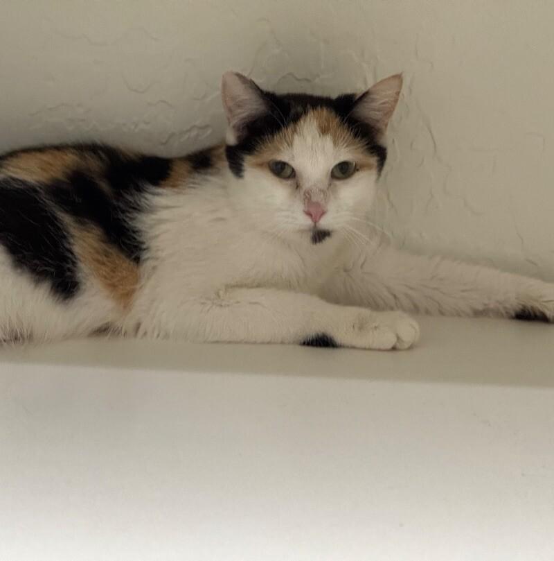 Simone ♡, Adoptable, Young Female Calico.