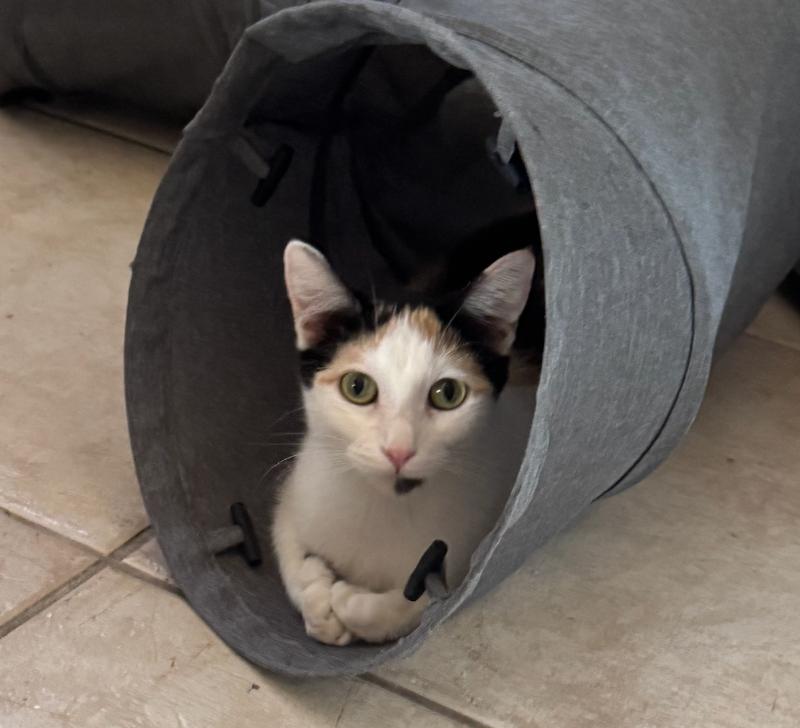 Enlarge Simone, a Adoptable mixed breed in Anthem, AZ image 2/5