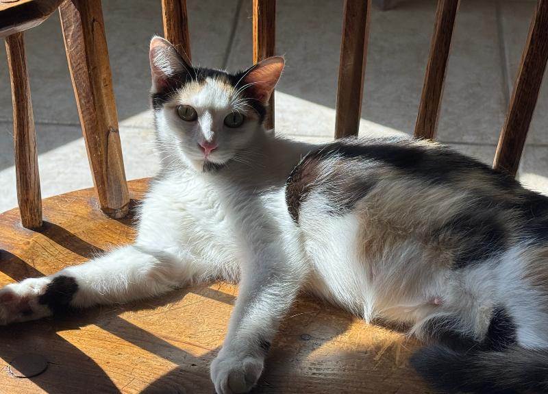 Enlarge Simone, a Adoptable mixed breed in Anthem, AZ image 3/5