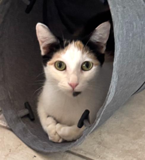 Enlarge Simone, a Adoptable mixed breed in Anthem, AZ image 4/5