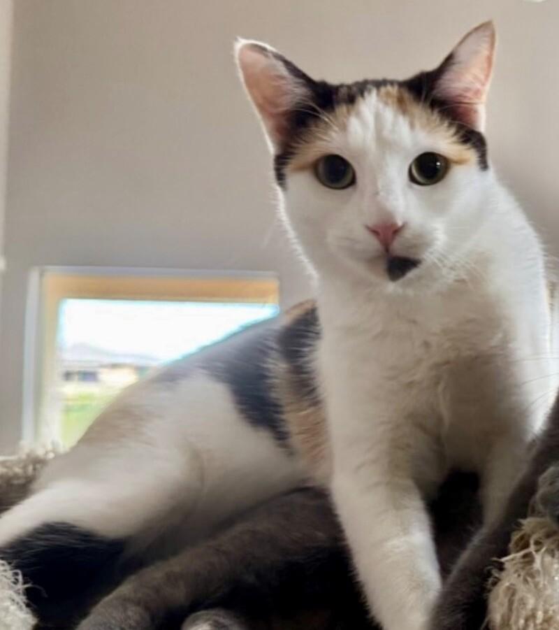 Enlarge Simone, a Adoptable mixed breed in Anthem, AZ image 5/5