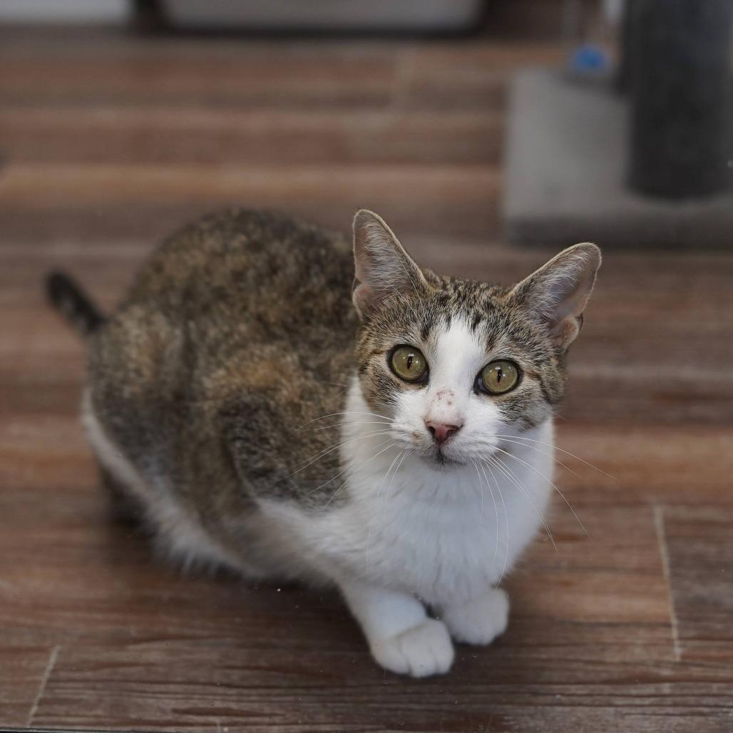 Morgan, Adoptable, Adult Female Domestic Short Hair.