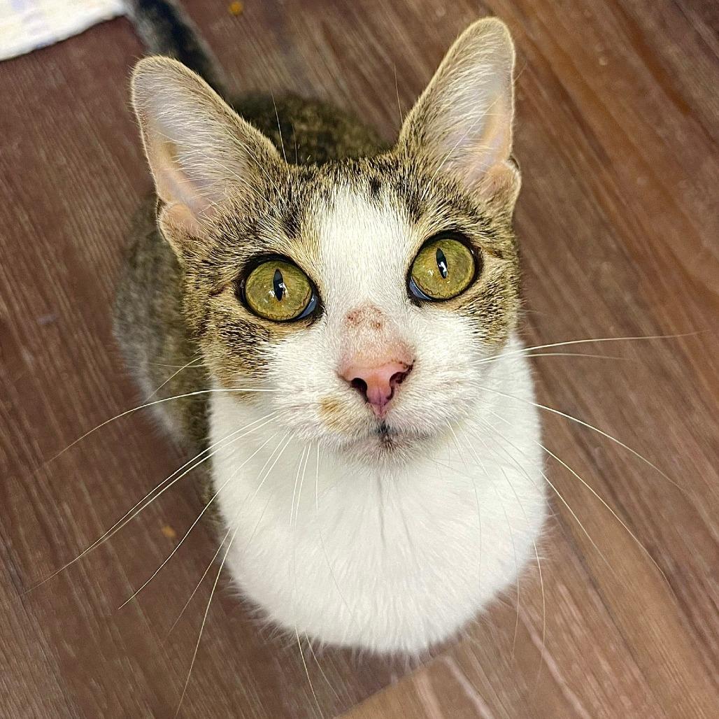 Morgan, a Adoptable Domestic Short Hair in Naperville, IL image 2/6