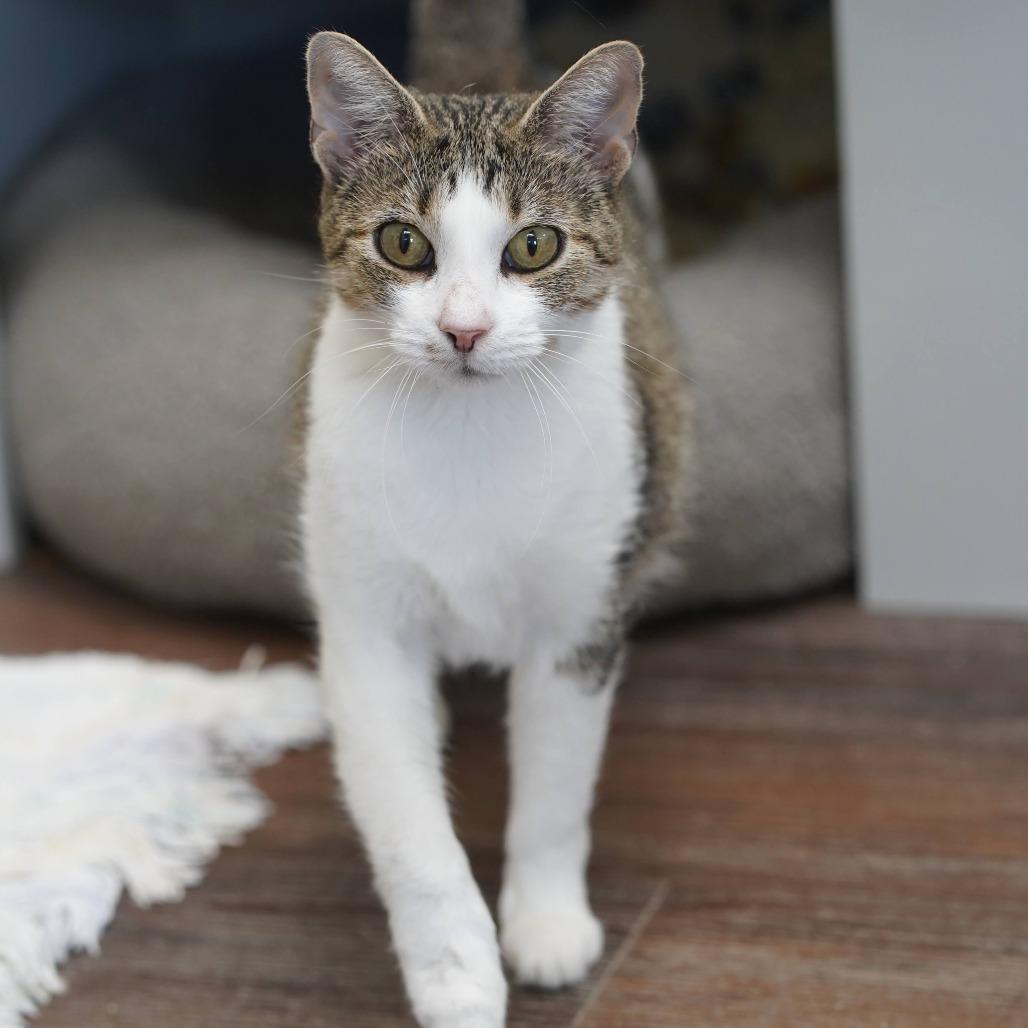 Enlarge Morgan, a Adoptable Domestic Short Hair in Naperville, IL image 1/6