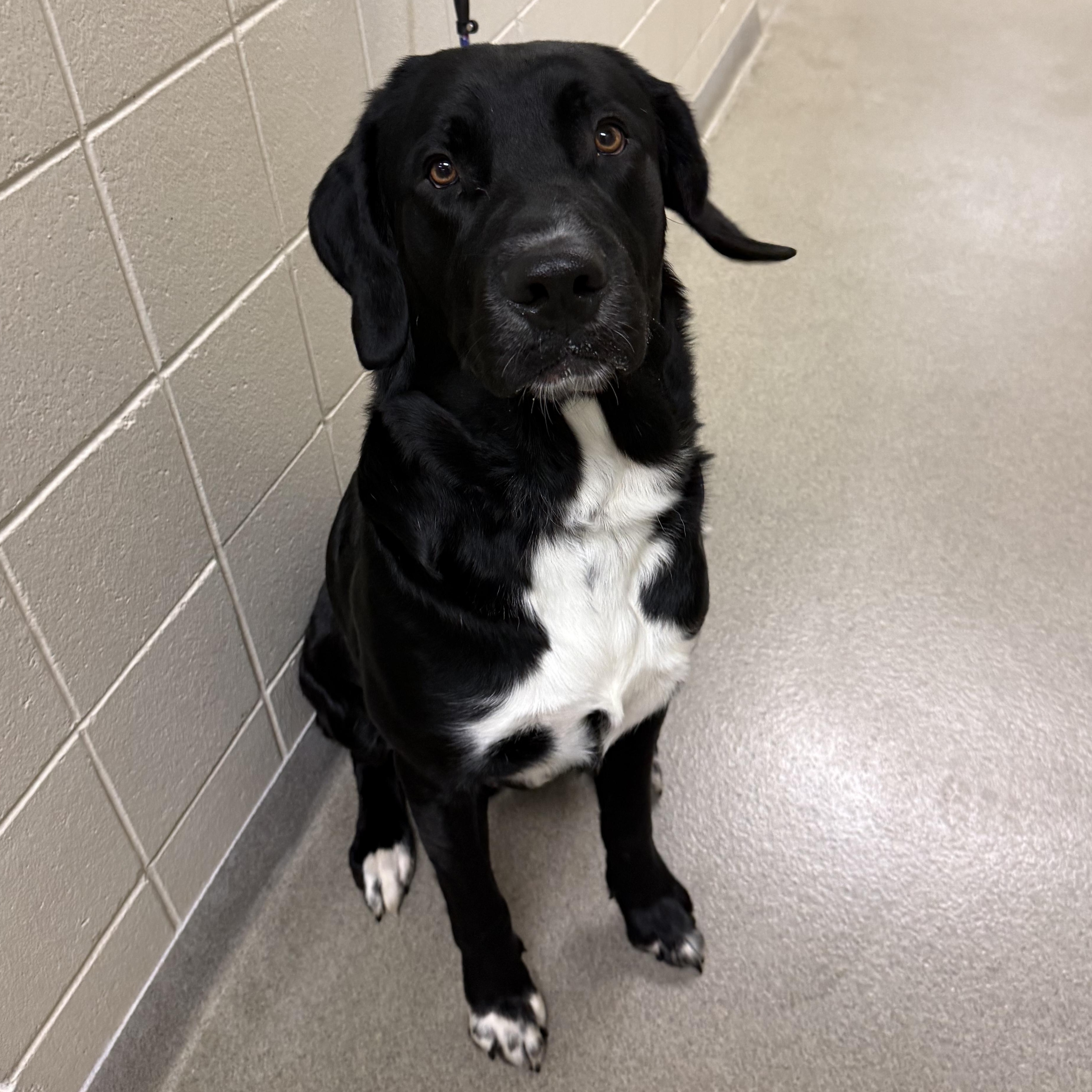 Melvin, a ADOPTABLE mixed breed in Kearney, NE image 1/2