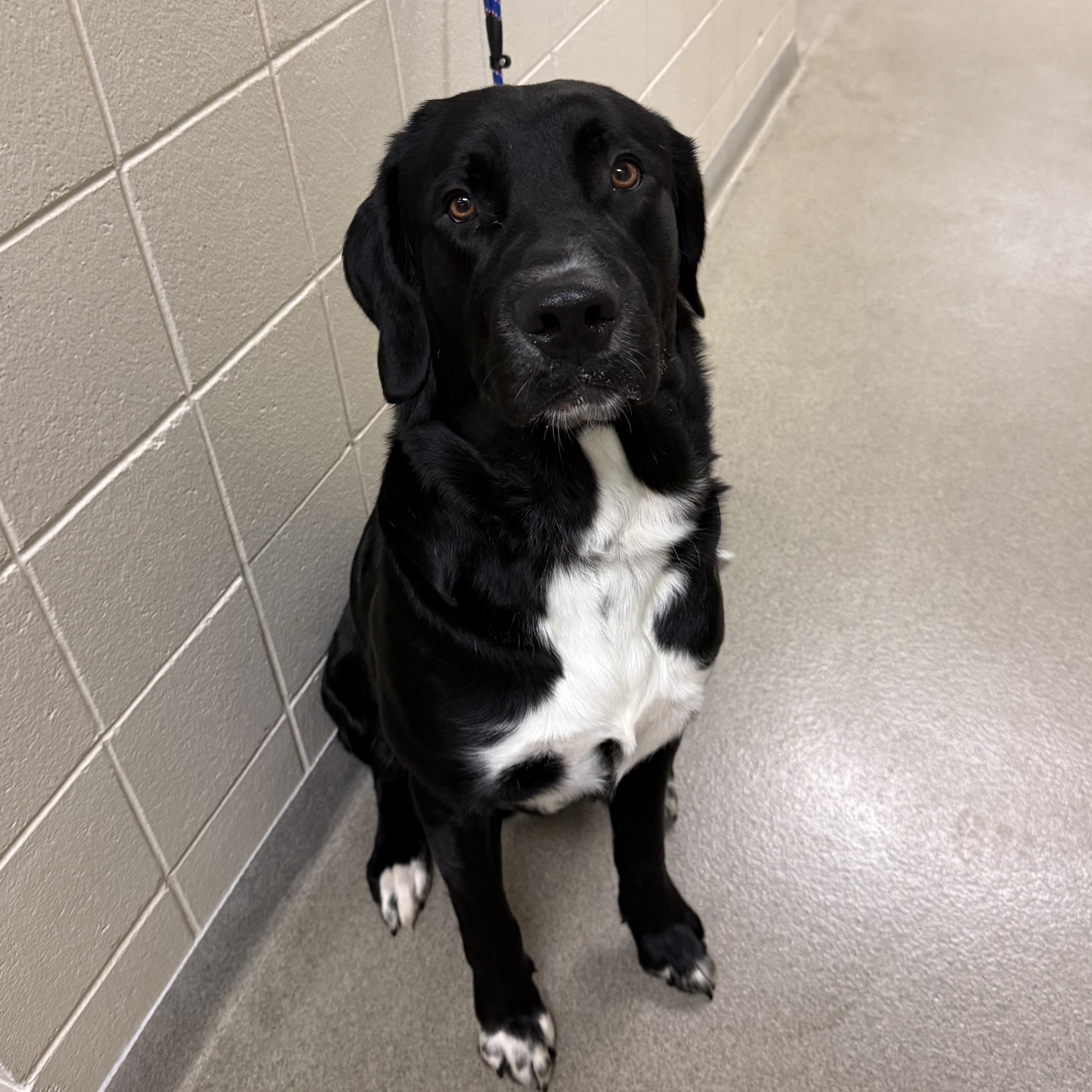 Melvin, a ADOPTABLE mixed breed in Kearney, NE image 2/2