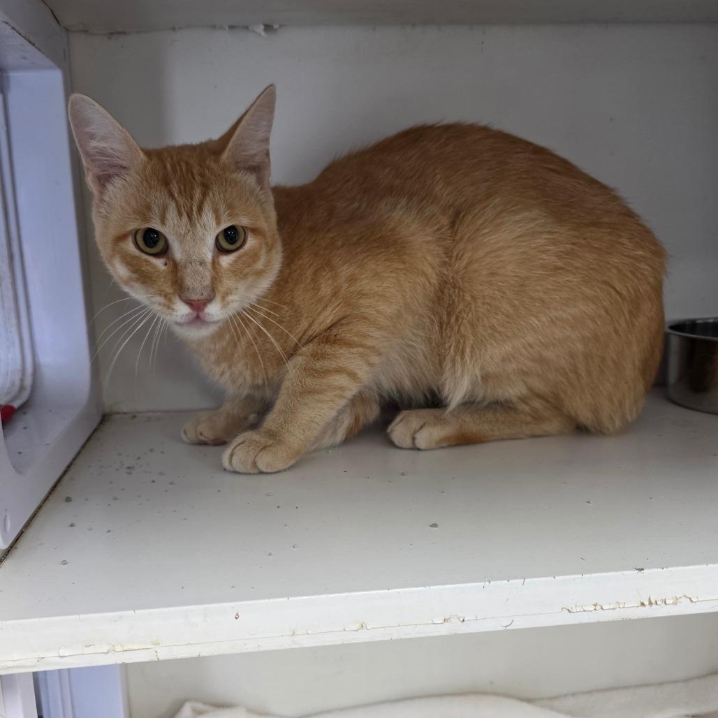 Enlarge Stefan, a Adoptable Domestic Short Hair in Duncan, OK image 1/2