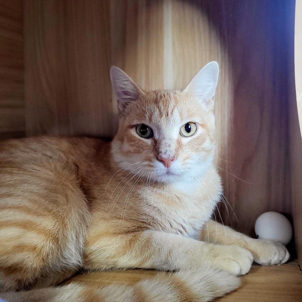 Enlarge Stefan, a Adoptable Domestic Short Hair in Duncan, OK image 2/2