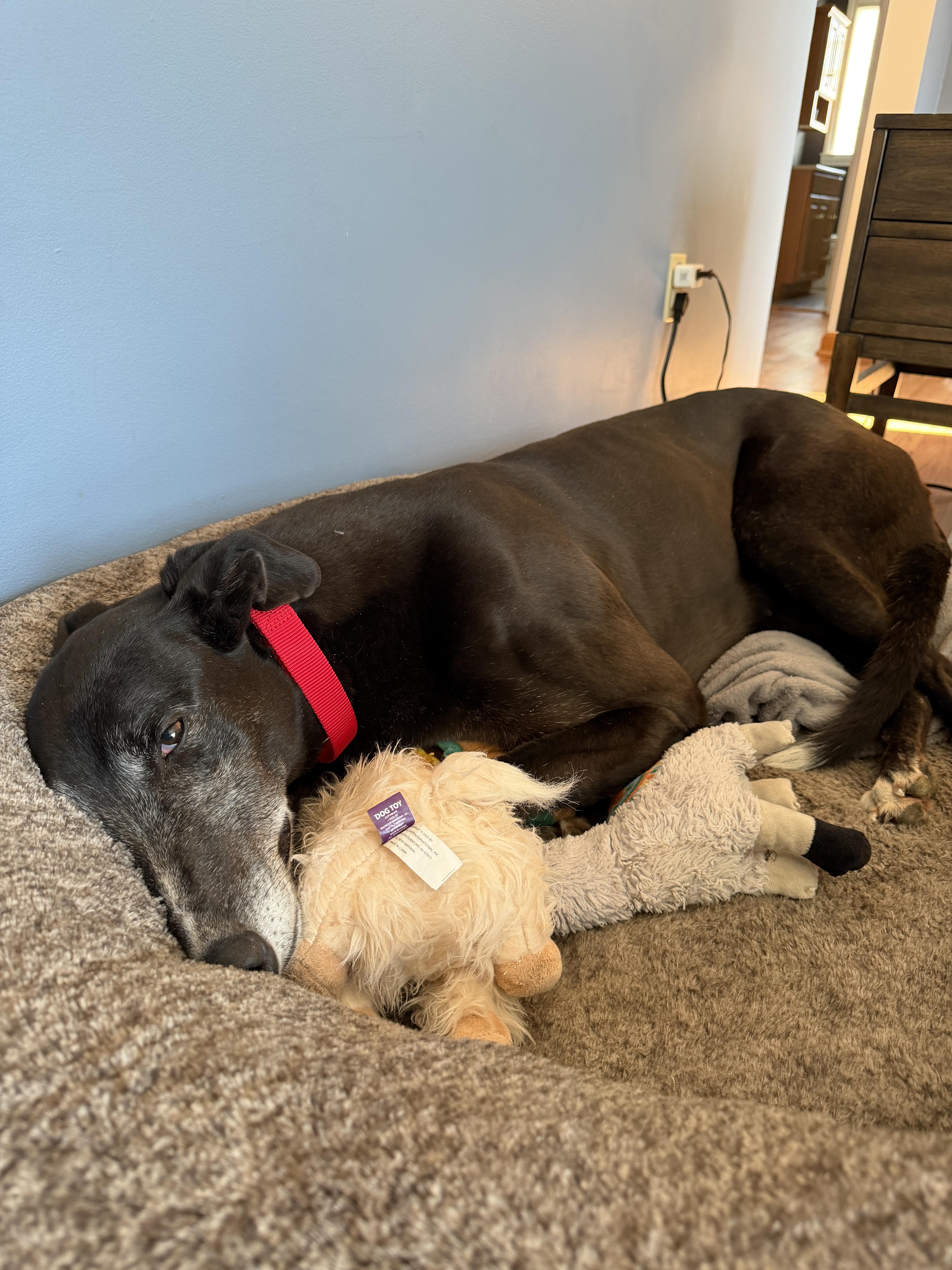 Enlarge Trisha, an adopted Greyhound in Bondurant, IA image 2/4