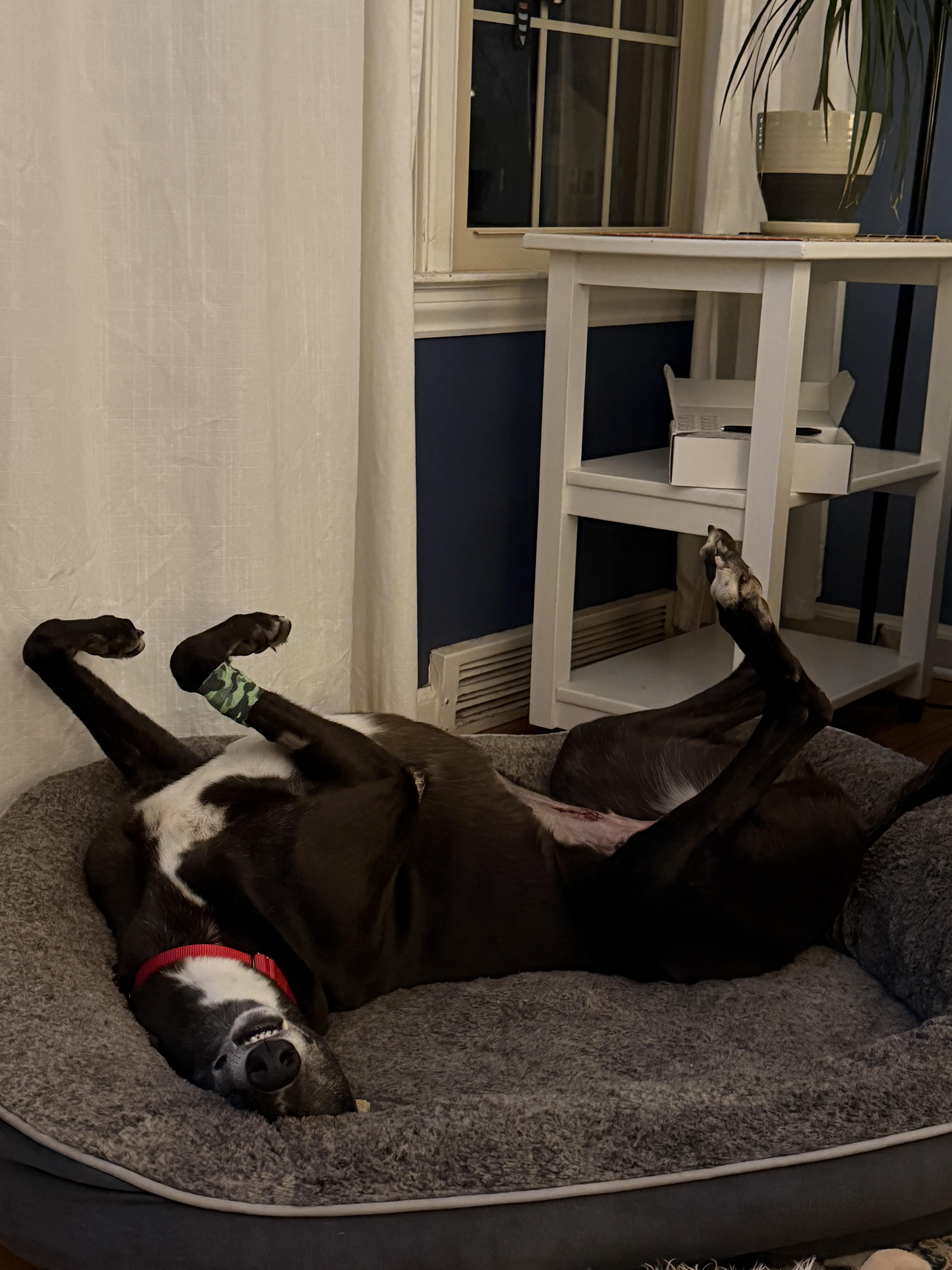 Enlarge Trisha, an adopted Greyhound in Bondurant, IA image 3/4