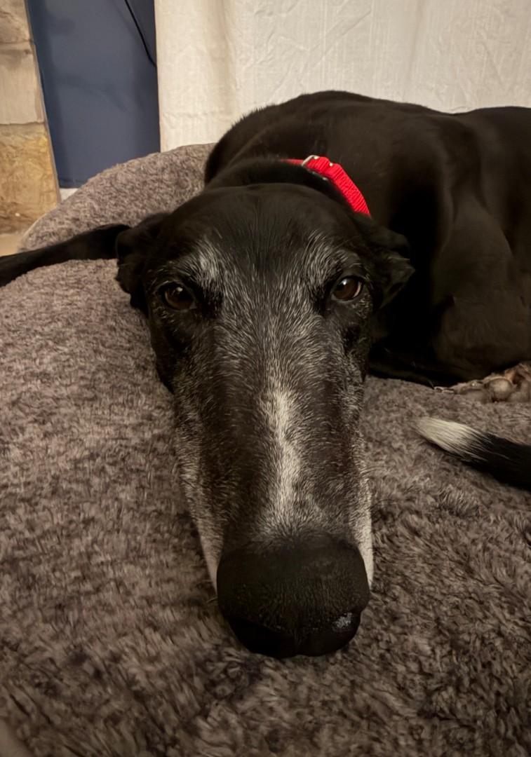 Enlarge Trisha, an adopted Greyhound in Bondurant, IA image 4/4