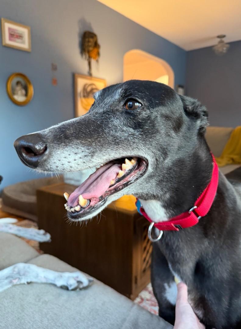 Trisha, adopted, Senior Female Greyhound.