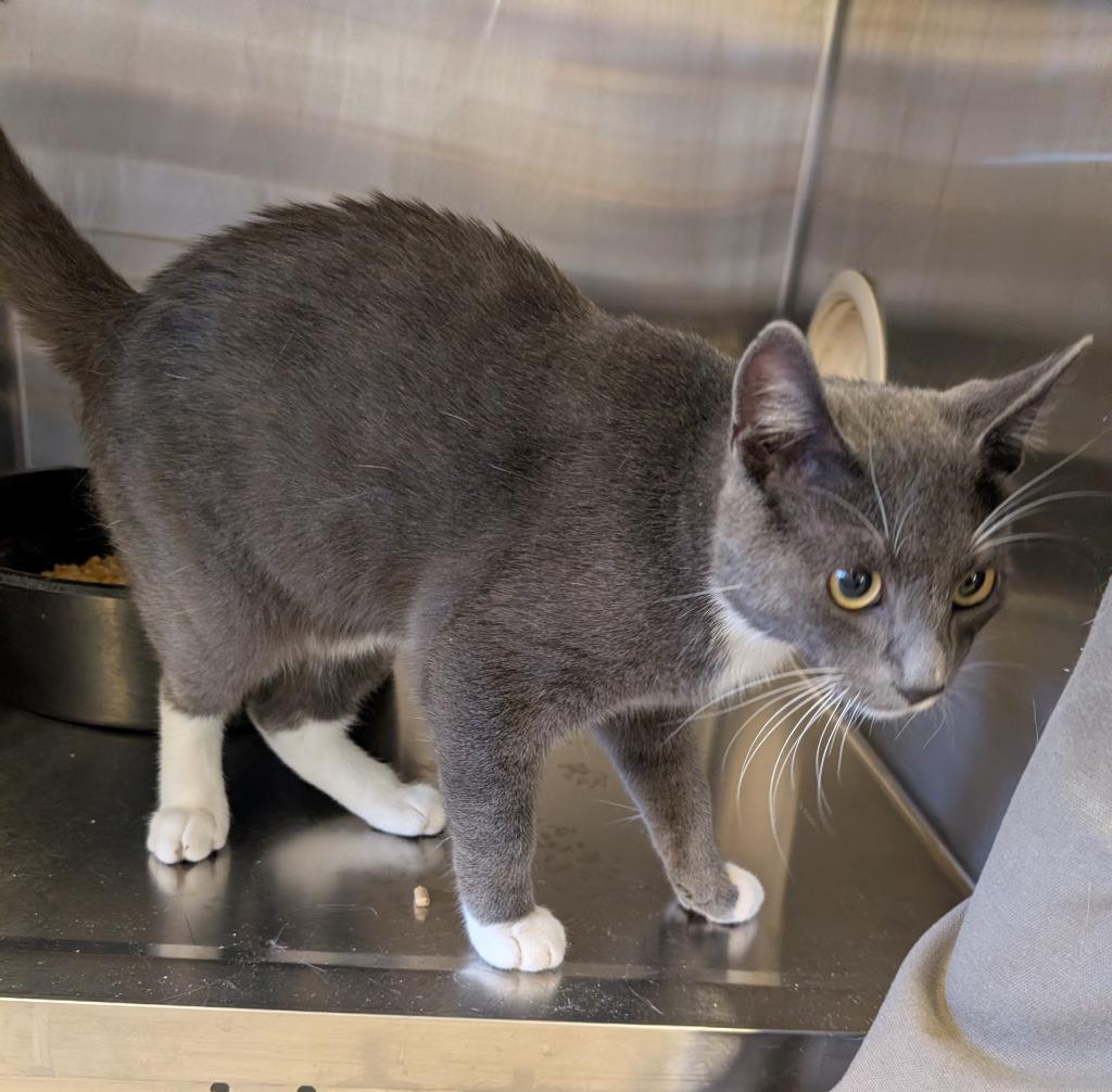 Enlarge Top, a Adoptable mixed breed in Havre, MT image 1/1