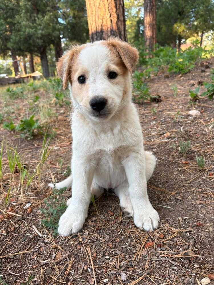 Enlarge Taylor, a Adoptable mixed breed in Cortez, CO image 1/2