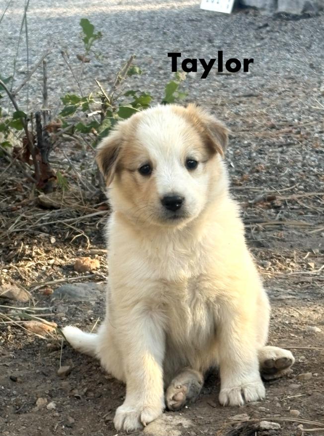 Enlarge Taylor, a Adoptable mixed breed in Cortez, CO image 2/2