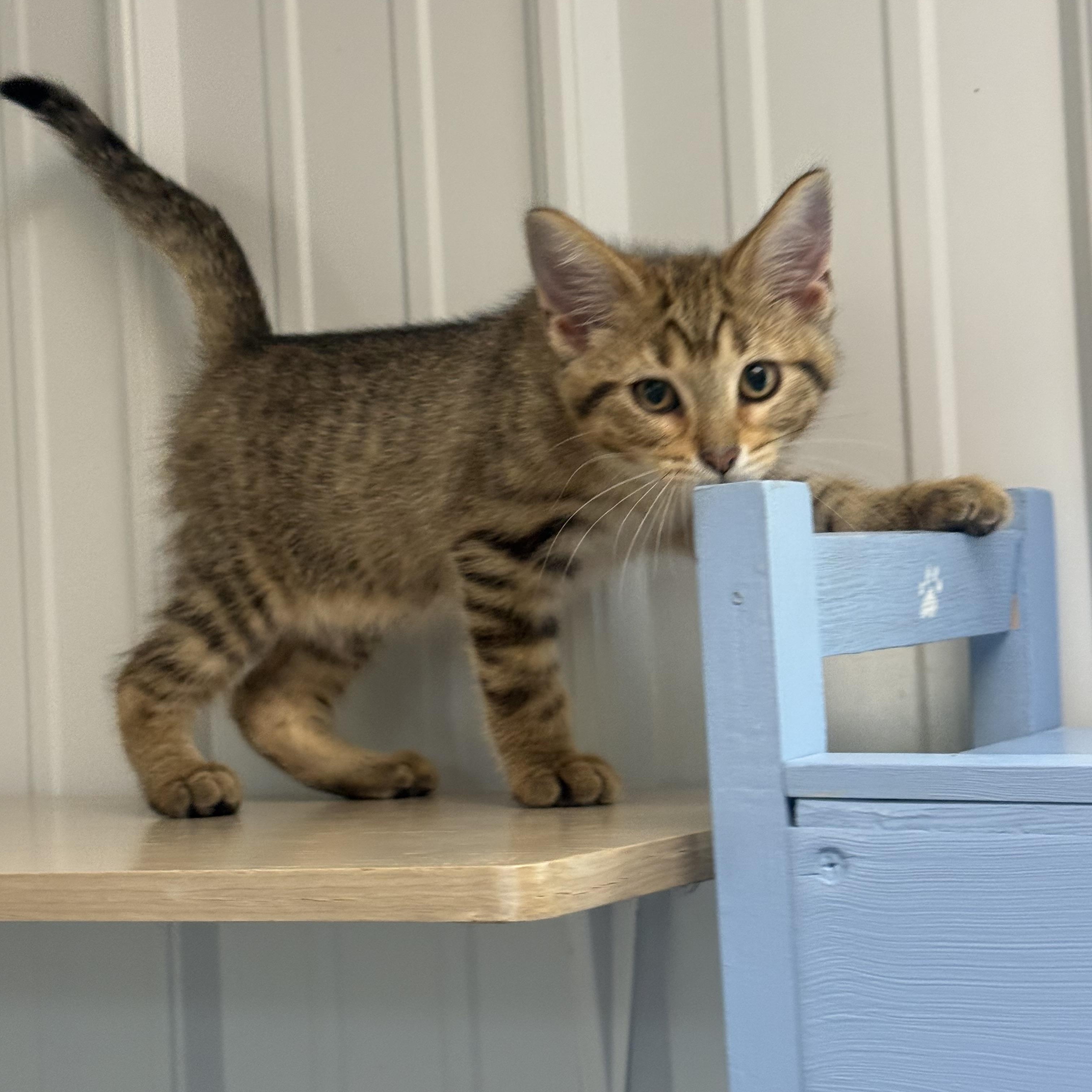 Ragetti, a ADOPTABLE American Shorthair in Big Rapids, MI image 3/3