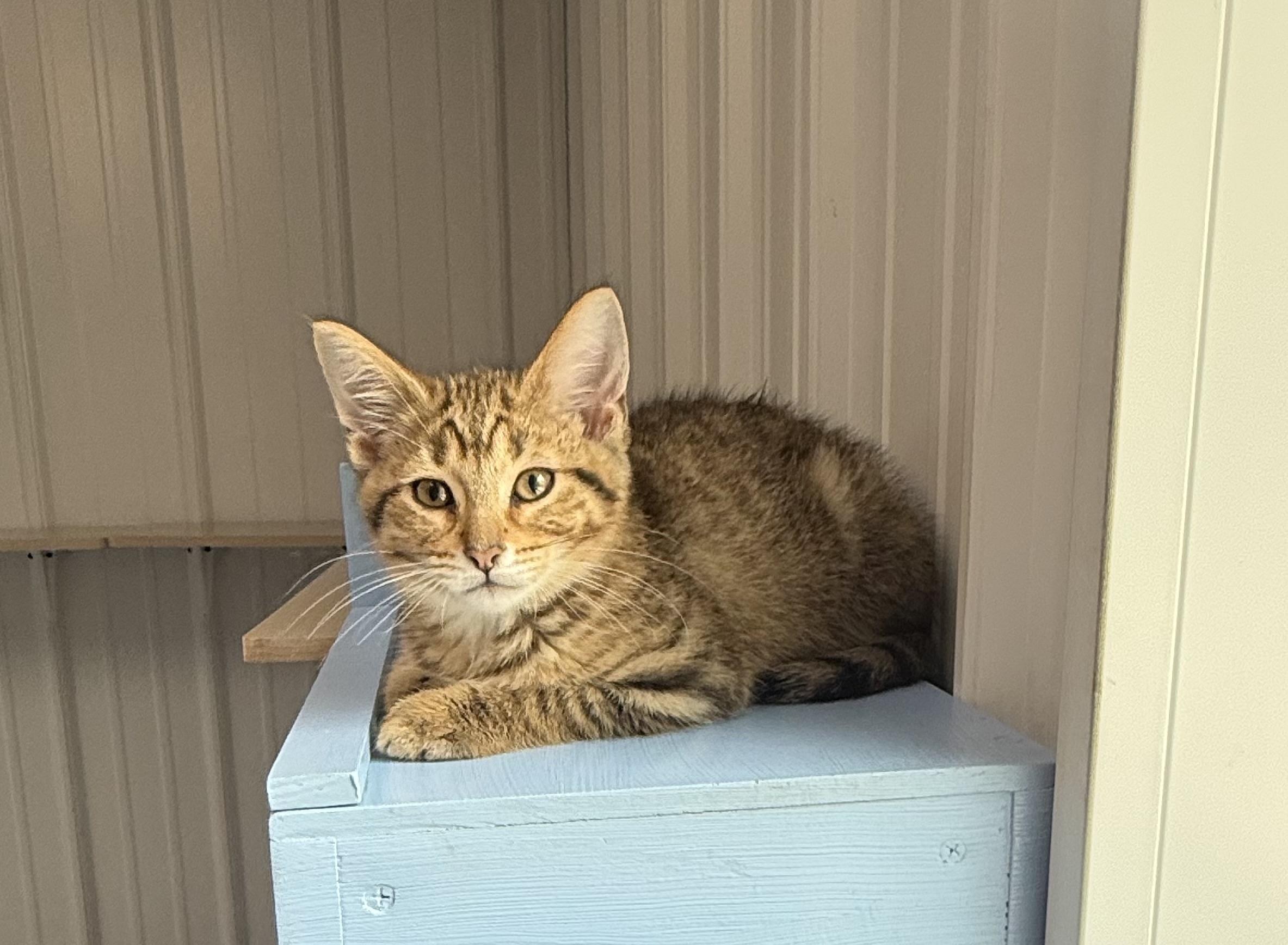 Ragetti, a ADOPTABLE American Shorthair in Big Rapids, MI image 2/3