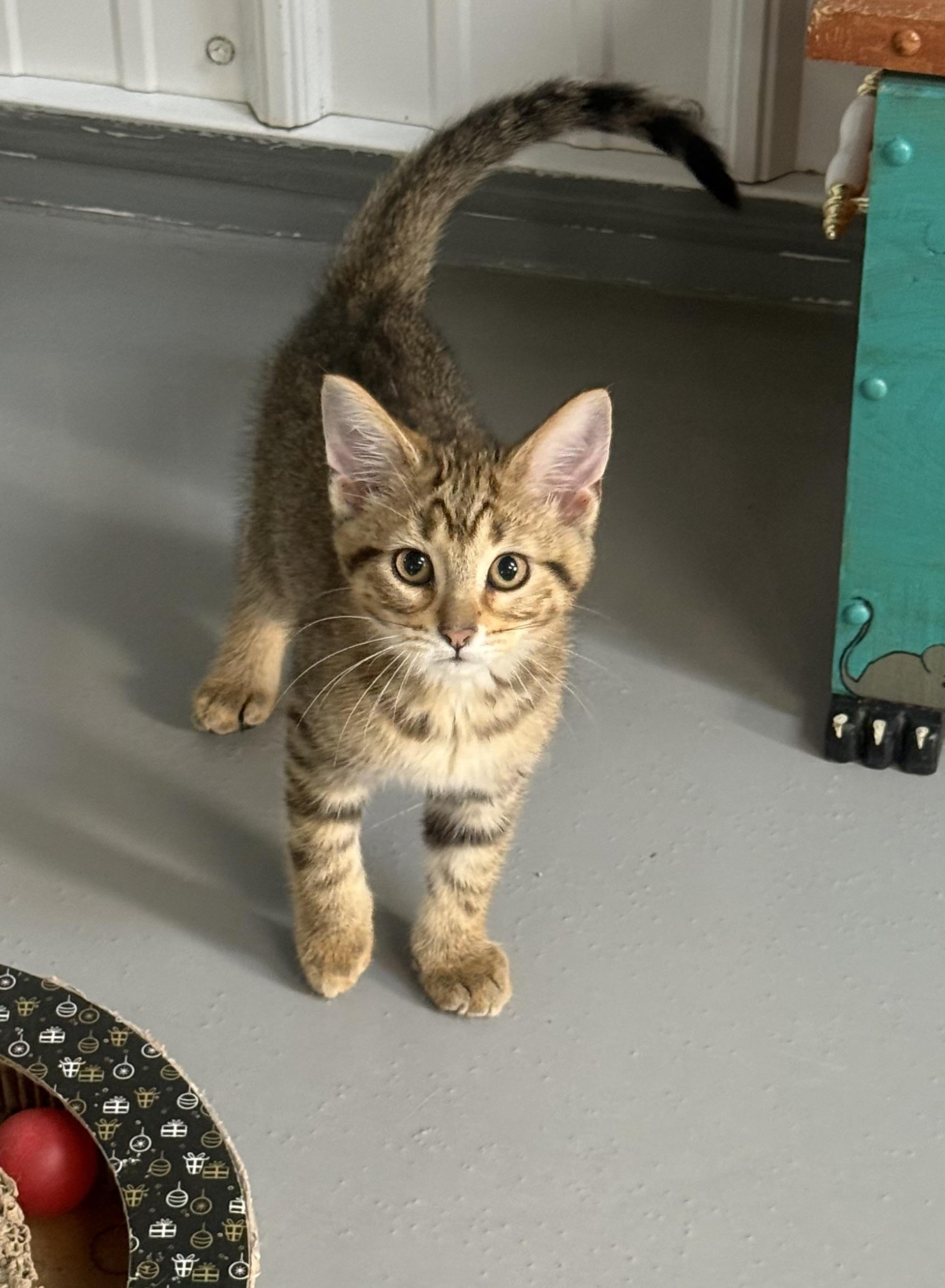 Ragetti, a ADOPTABLE American Shorthair in Big Rapids, MI image 1/3