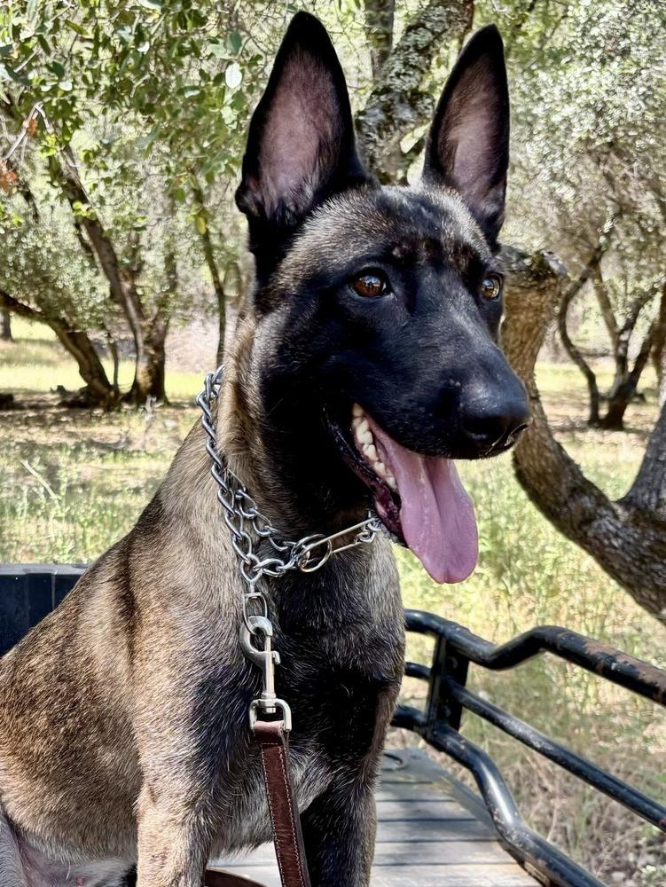Enlarge Beretta, a Adoptable Belgian Shepherd / Malinois in Shingle Springs, CA image 1/4