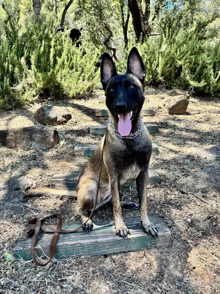 Enlarge Beretta, a Adoptable Belgian Shepherd / Malinois in Shingle Springs, CA image 2/4