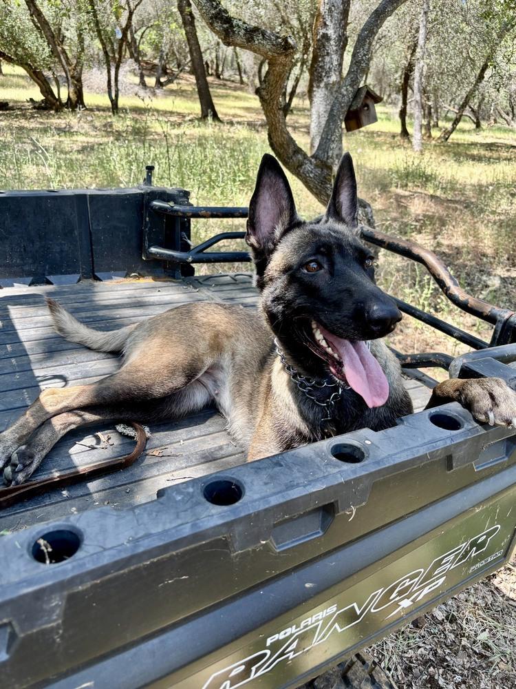 Enlarge Beretta, a Adoptable Belgian Shepherd / Malinois in Shingle Springs, CA image 3/4
