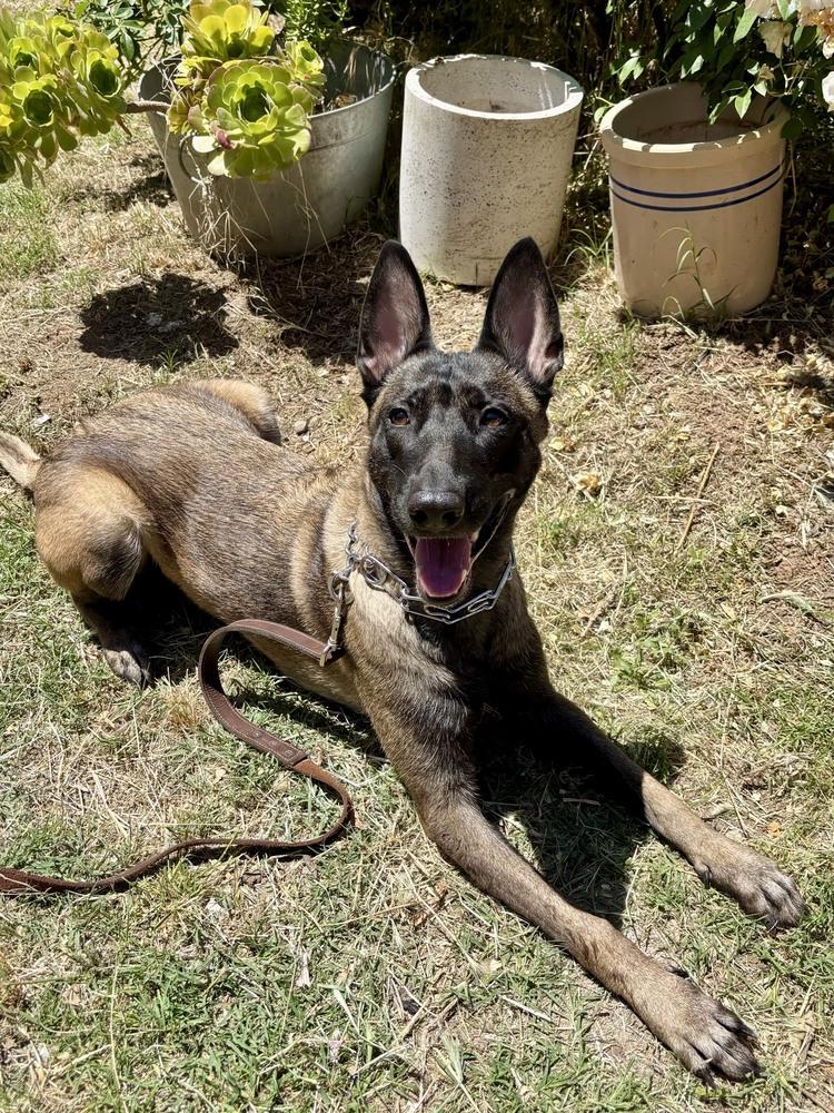 Enlarge Beretta, a Adoptable Belgian Shepherd / Malinois in Shingle Springs, CA image 4/4