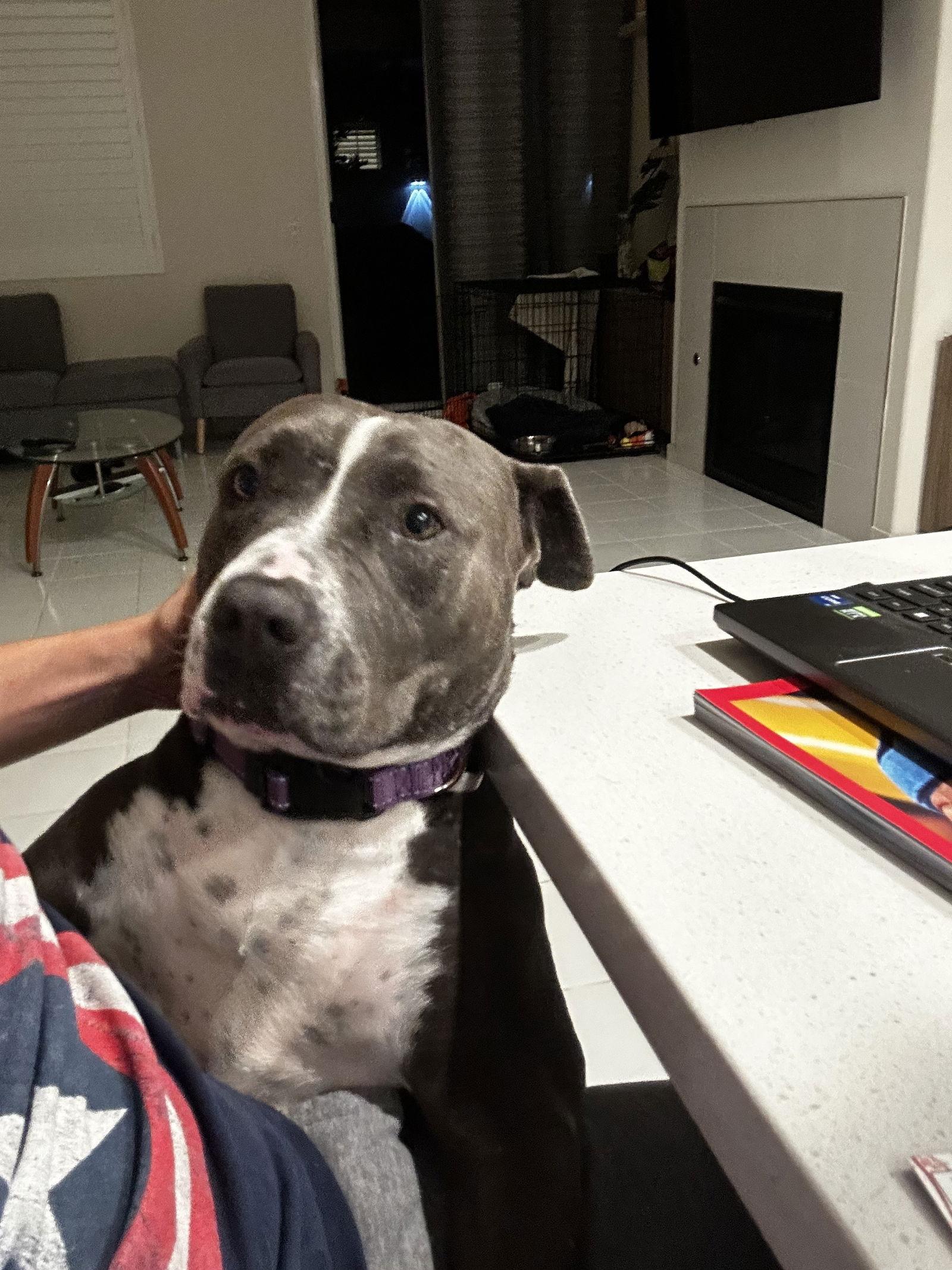 Enlarge Honey, a Adoptable Pit Bull Terrier in Sparks, NV image 1/3