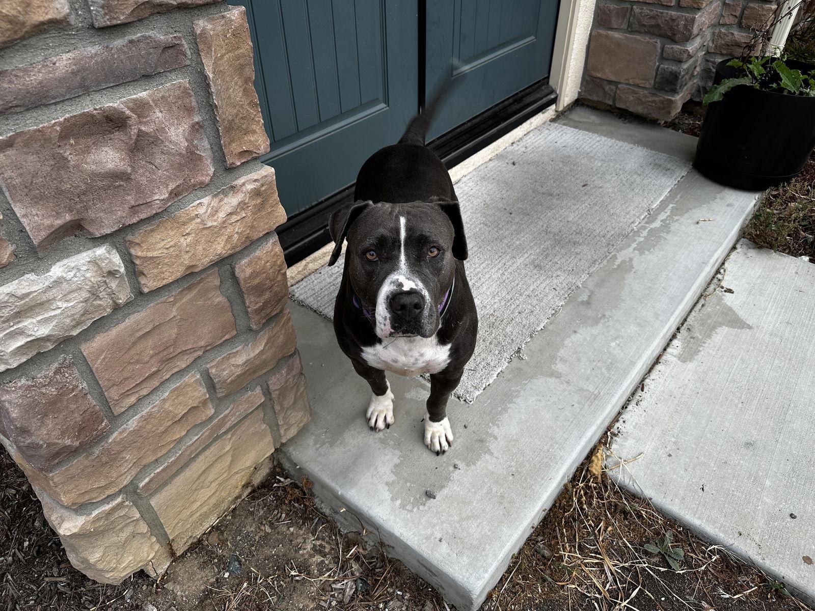 Enlarge Honey, a Adoptable Pit Bull Terrier in Sparks, NV image 2/3