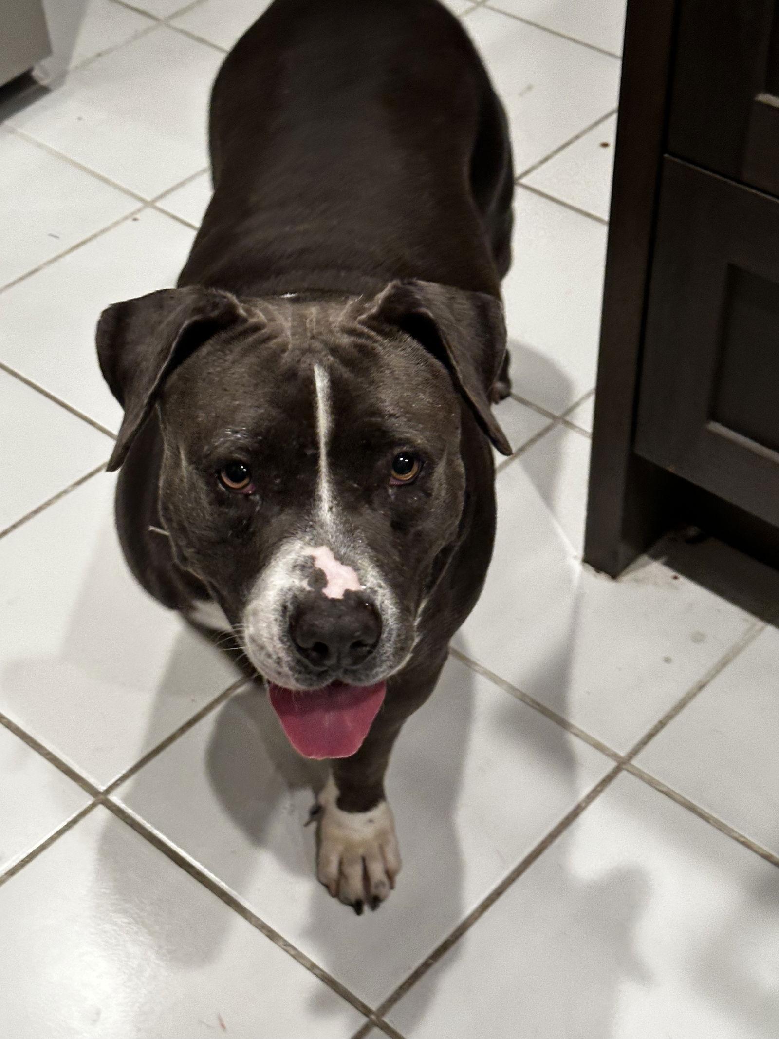 Enlarge Honey, a Adoptable Pit Bull Terrier in Sparks, NV image 3/3