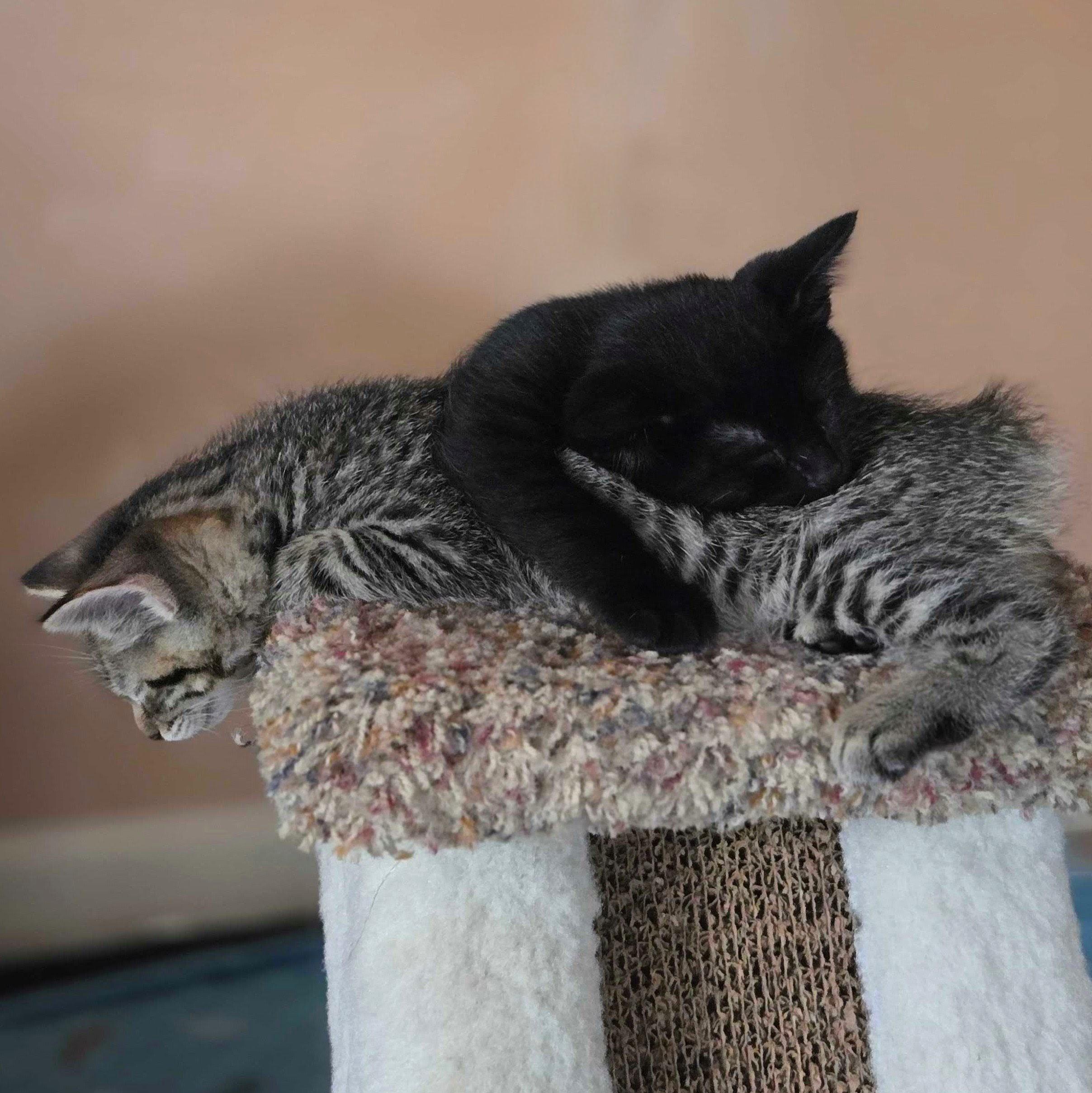 Frankie, a Adoptable Domestic Short Hair in Wilsonville, OR image 1/4