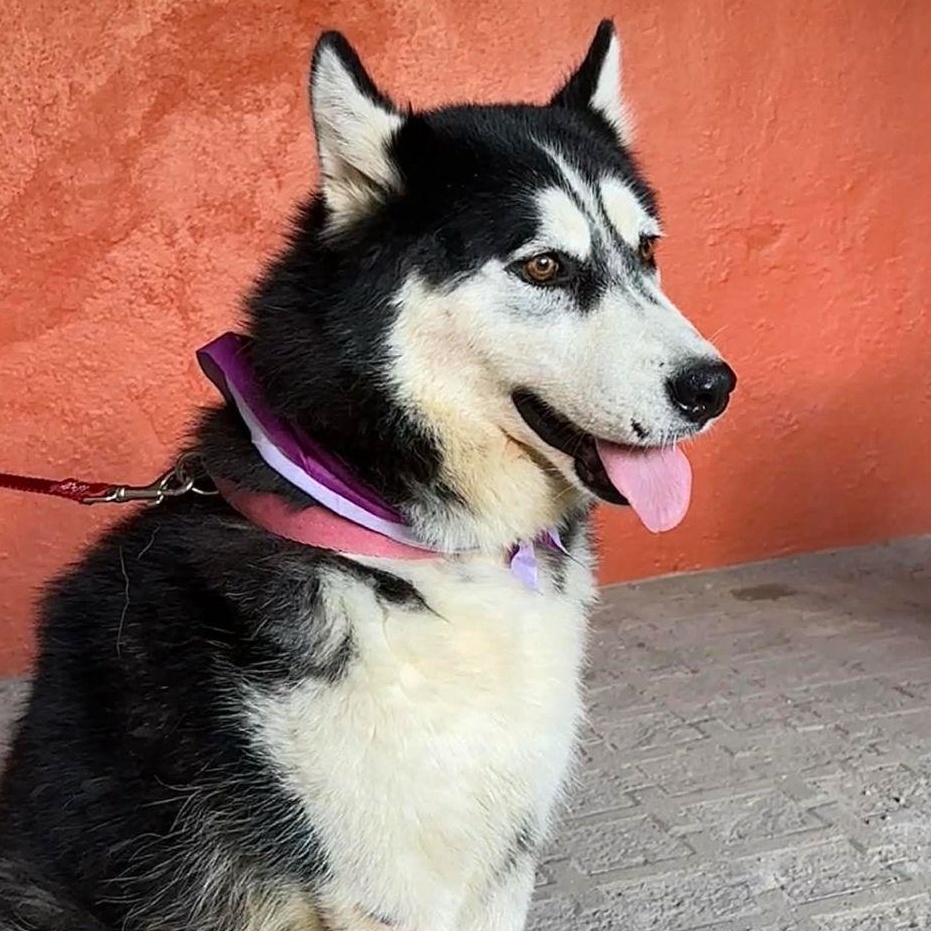 Lucy, ADOPTABLE, Adult Female Siberian Husky.