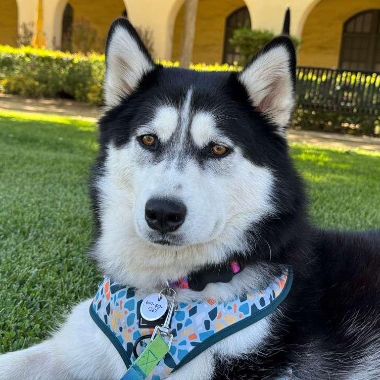 Lucy, a ADOPTABLE Siberian Husky in San Diego, CA image 3/4