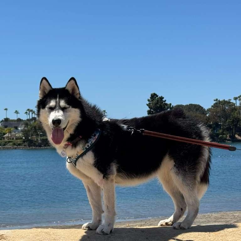 Lucy, a ADOPTABLE Siberian Husky in San Diego, CA image 4/4