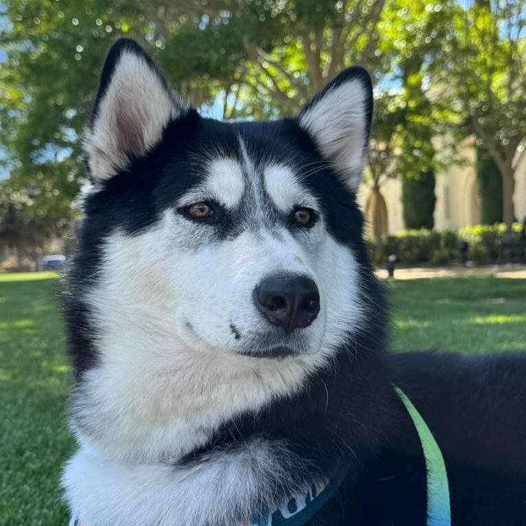 Lucy, a ADOPTABLE Siberian Husky in San Diego, CA image 2/4