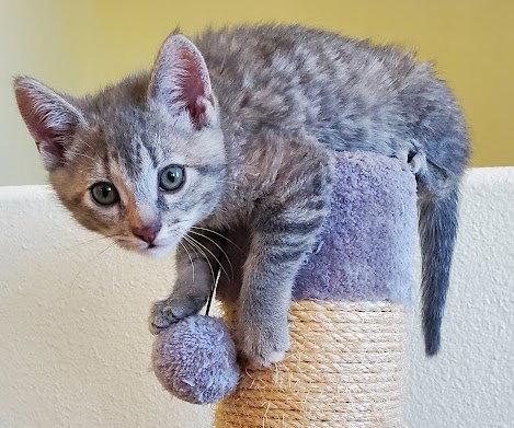 Ollie & Banza - CCC, Adoptable, Kitten Female Domestic Short Hair & American Shorthair.