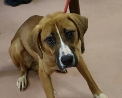 Diana, a Adoptable mixed breed in Raleigh, NC image 2/2