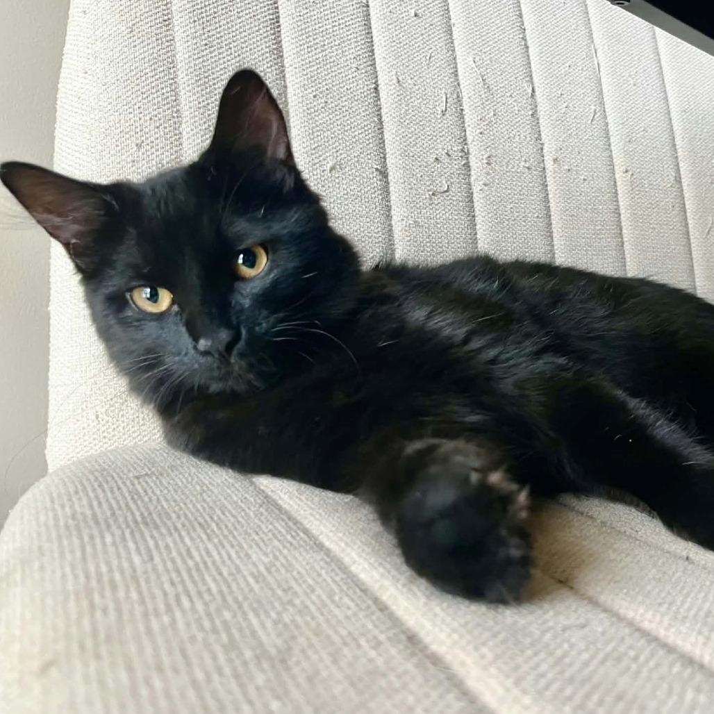 Enlarge Coal Train, a ADOPTABLE mixed breed in Helena, AL image 2/4
