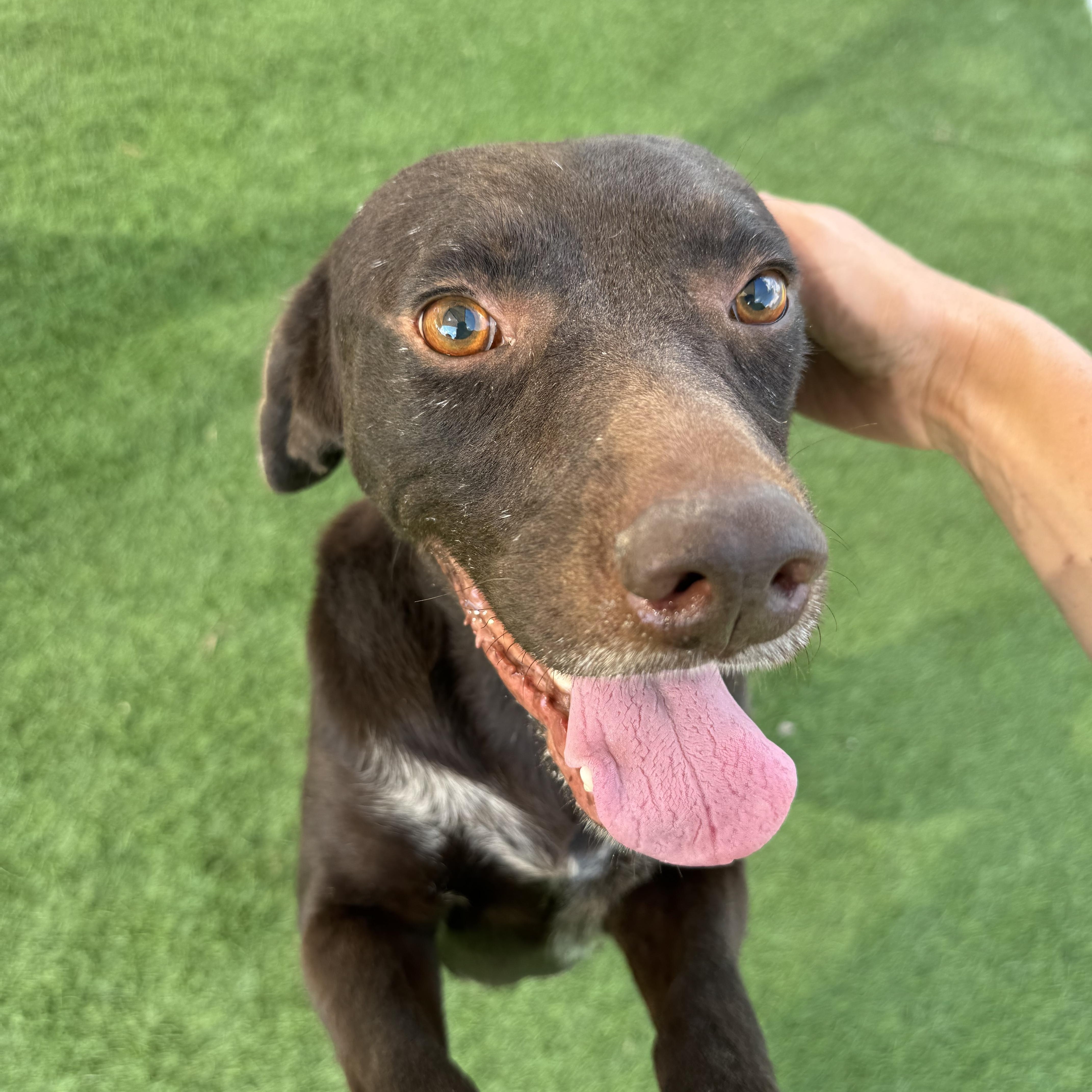Enlarge Rolo, a Adoptable mixed breed in Le Roy, NY image 4/4