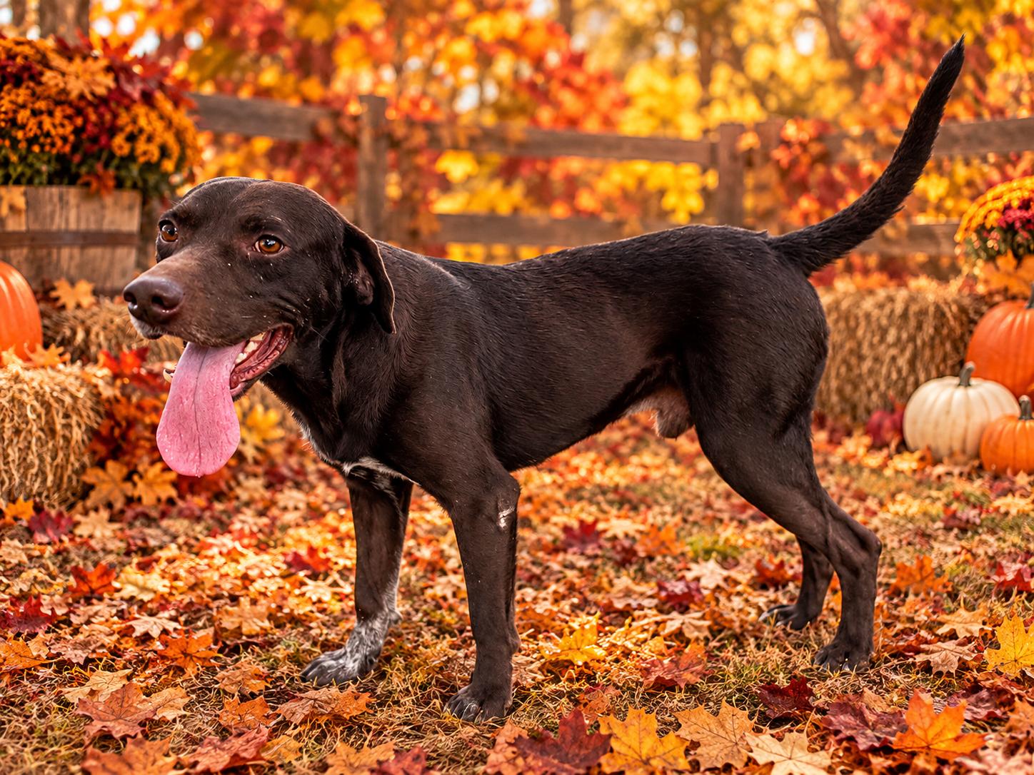 Enlarge Rolo, a Adoptable mixed breed in Le Roy, NY image 3/4