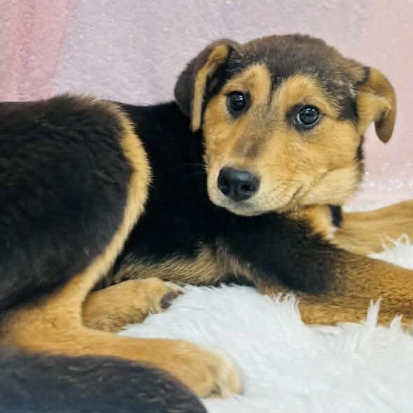 Enlarge Maldive, a ADOPTABLE mixed breed in Cedarburg, WI image 2/2