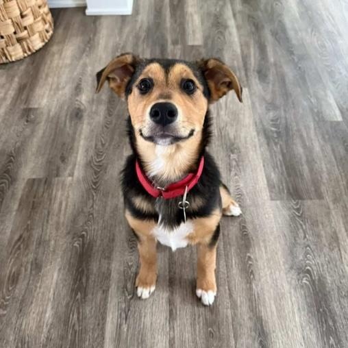 Enlarge Maldive, a ADOPTABLE mixed breed in Cedarburg, WI image 2/5