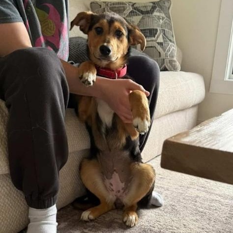 Enlarge Maldive, a ADOPTABLE mixed breed in Cedarburg, WI image 5/5