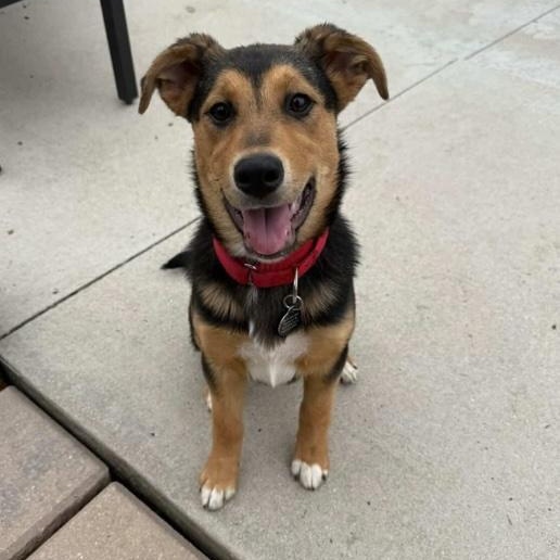 Maldive, ADOPTABLE, Puppy Female Australian Shepherd & Hound.