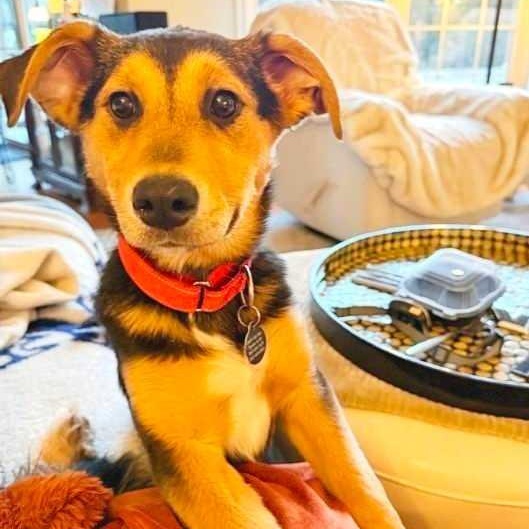 Enlarge Maldive, a ADOPTABLE mixed breed in Cedarburg, WI image 1/2